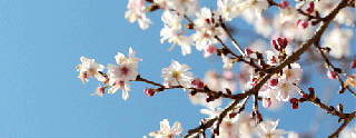 https://cdn.lowgif.com/small/17aa7a881270c714-this-day-in-history-mar-27-1912-the-first-japanese-cherry-blossom.gif