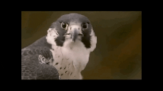 peregrine falcon bird gif find share on giphy small