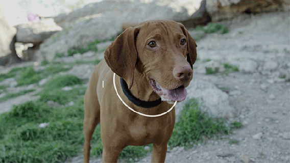 connected collar tracks pets lets owners talk to them and stops small