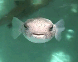 https://cdn.lowgif.com/small/1820e728fdf3e9a3-this-shy-stud-muffin-fish-and-ocean-life-pinterest-stud.gif