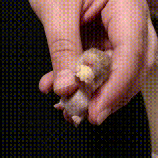 pumpkin hamster gif find share on giphy small