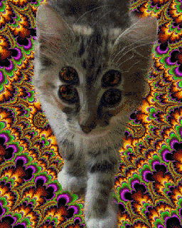 20 totally trippy pictures gifs miscellaneous small