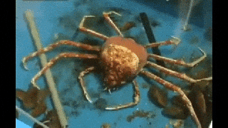 head crab gifs get the best gif on giphy small