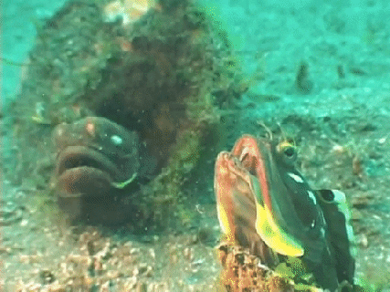 sarcastic fringehead one of the ocean s strangest fighters small