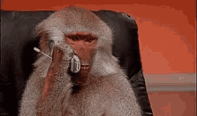 monkey on the phone gifs tenor small