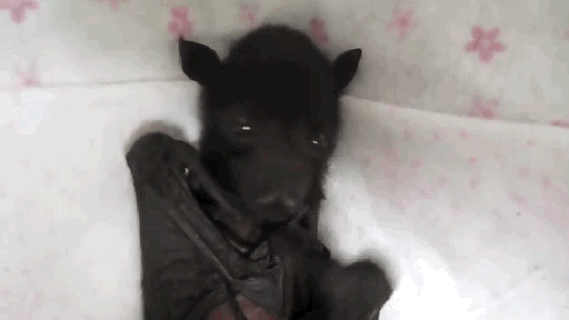 this cute baby bat has better manners than most kids the small