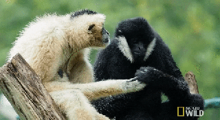 wild wild love gifs get the best gif on giphy small