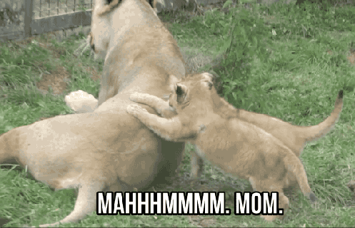 https://cdn.lowgif.com/small/1f08a69113247ac4-you-need-to-see-these-lion-cub-triplets-adorably-bugging.gif