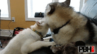https://cdn.lowgif.com/small/20a601891f54cff3-husky-gif-find-share-on-giphy.gif