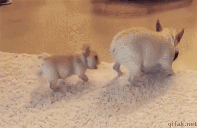 sharing funny animal gifs part 197 10 gifs love i love funny small
