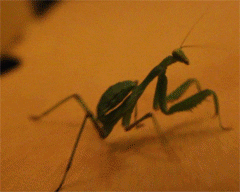 praying mantis lol gif find share on giphy small