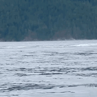 https://cdn.lowgif.com/small/222ba3aed47ec6b1-humpback-whale-nearly-pulls-a-free-willy-onto-a-pack-of-kayakers.gif