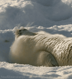 cute seal gifs get the best gif on giphy small