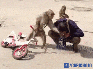 monkey getting impatient pinterest monkey gifs and humor small