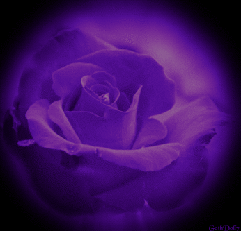 pin by pro memoria on purple black rainbow green golden roses small