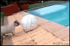 dog fails pool volleyball small