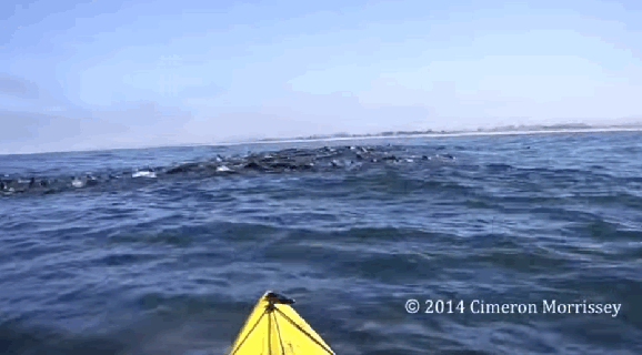 whale almost tips over kayaker monterey bay business insider small