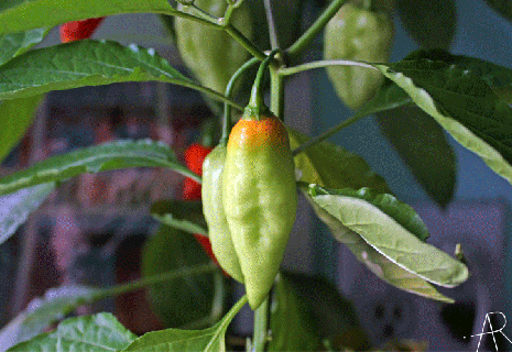 animated gif of ripening of naga bhut jolokia ghost chili peppers small