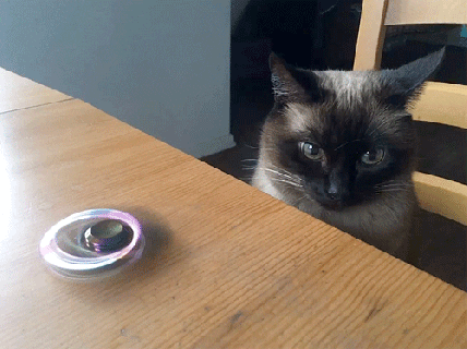 siamese cat no gif by sarah zucker find share on giphy small
