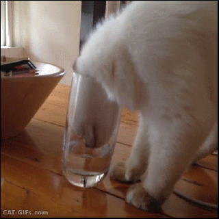 yaz d neminde kilo kontrol in bilmeniz gereken 7 p f nokta tons of cat drinking water gif