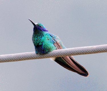 hummingbird s tongue captured on film and they said i was bird animated gif small