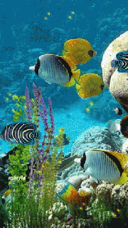 https://cdn.lowgif.com/small/27cf9fde4d6d7ba0-aquarium-fish-gif-aquarium-fish-discover-share-gifs.gif