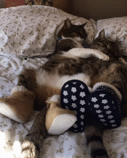 cat sleep gif find share on giphy small