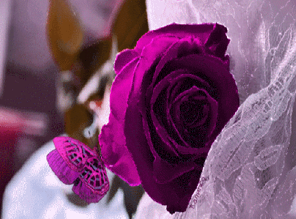 papillon violet rose violette image animated gif small