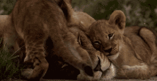 lion cubs gifs wifflegif small