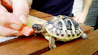 turtles eating tumblr small