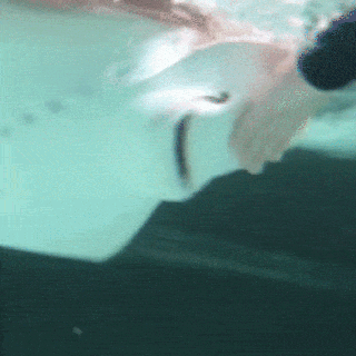 training our rays california academy of sciences stingray animated gif small