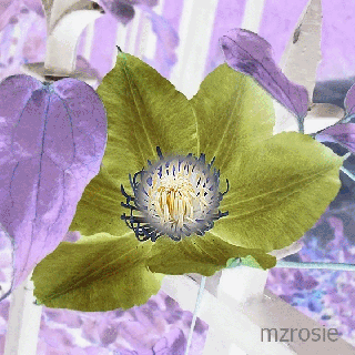 gif flowers 2 negative to normal mzrosie small