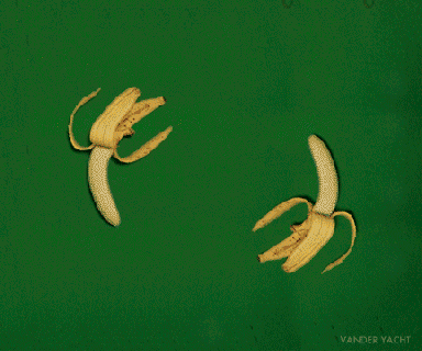 freaky fauna s tumblr bananas animated gif by cari vander yacht small