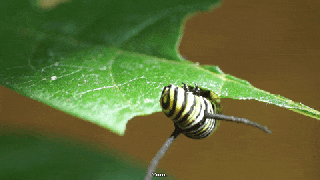 leaf eating gif find share on giphy small