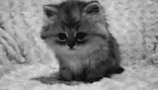 small cat love gif find share on giphy small