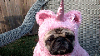 https://cdn.lowgif.com/small/2d7b05b9a40a72a1-funny-meme-picture-of-a-llama-and-a-unicorn-together-to-make-a-quotes.gif