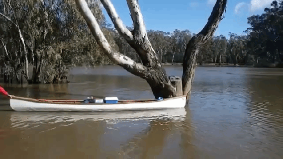 environmental students use canoe to rescue a koala stranded up a small