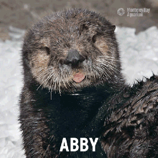 monterey bay aquarium furry feisty paw erful otter small