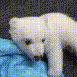 that baby polar bear is tumblr small