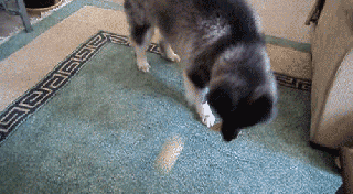 excited dog gif small
