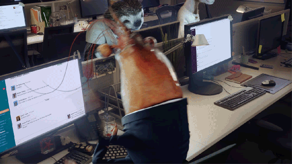 goofs tiere animais gif on gifer by kigami srimp small