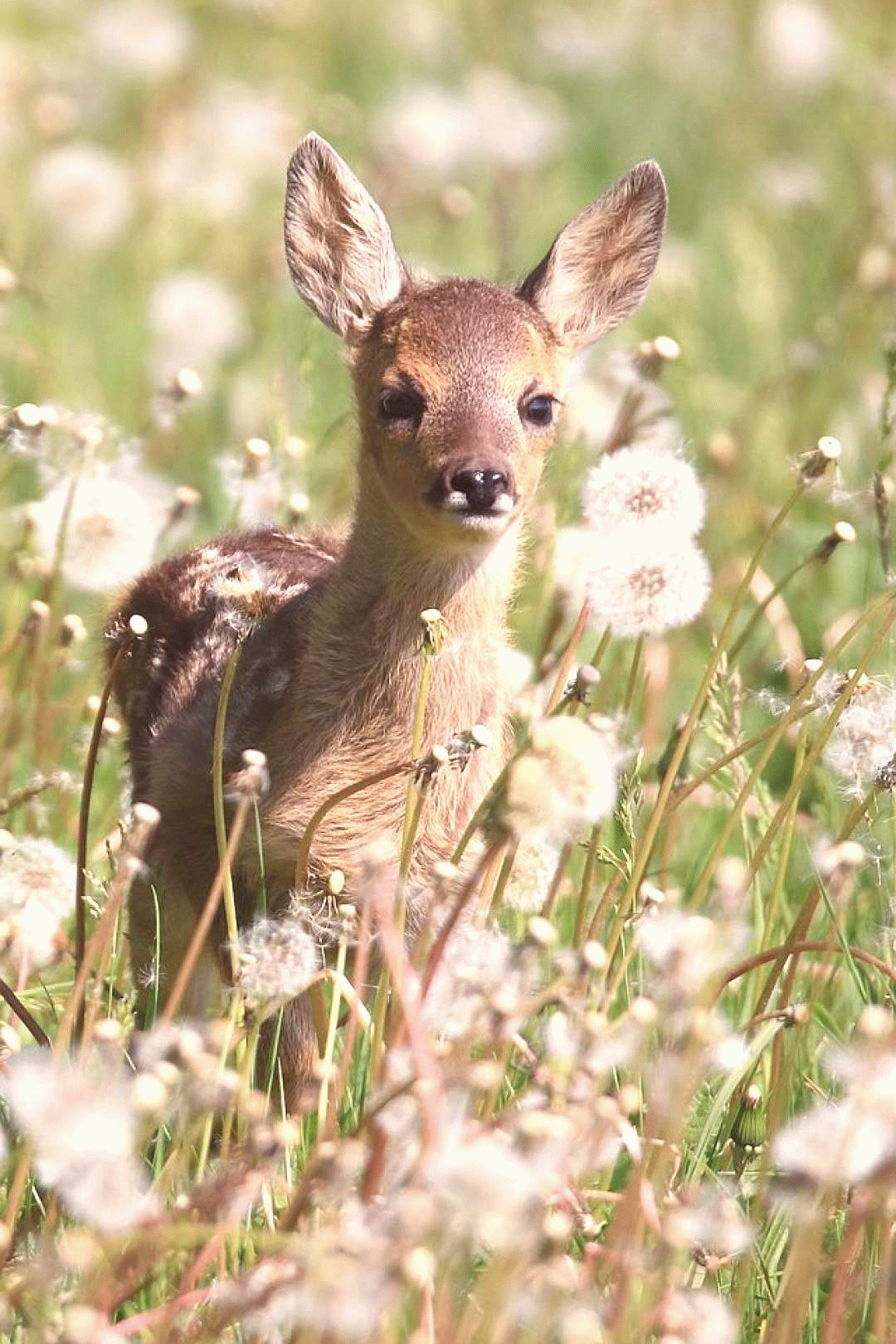 roe deer forum for nature photographers animals animals small