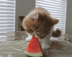 the 10 funniest cat gifs of the week small