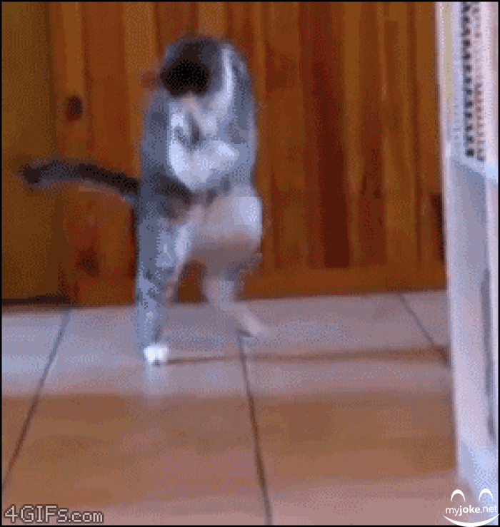 crazy cat dance funny jokes gifs and more myjoke net pinterest small
