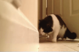 surprised cat funny animal images gif king com small