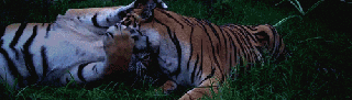 relaxed tiger gif find share on giphy small