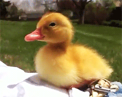 11 cute animal gifs to make any day better