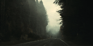 black and white foggy forest patty gifs find share on small