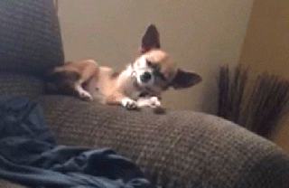 sleepy dog gifs get the best gif on giphy small