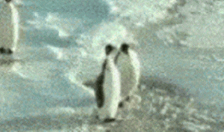 https://cdn.lowgif.com/small/3620637612a84c65-cute-penguin-gifs-get-the-best-gif-on-giphy.gif